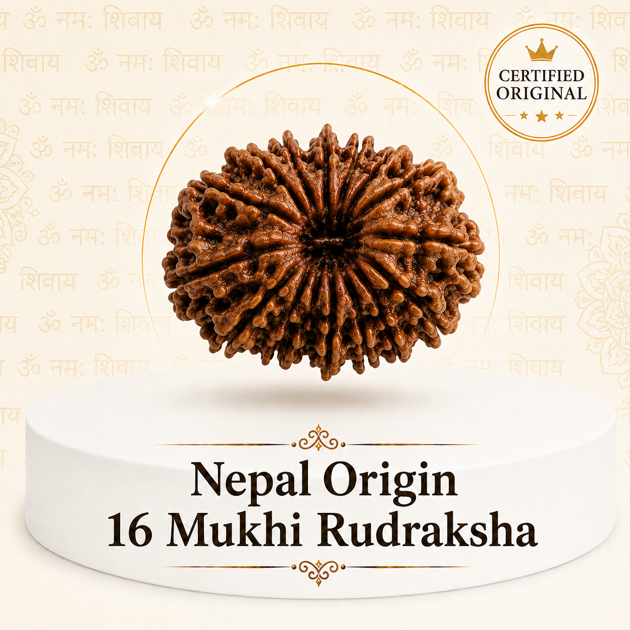 16 Mukhi Rudraksha (Nepal Origin)